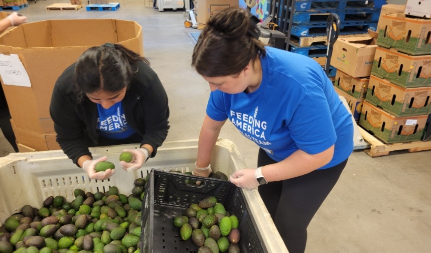 Two volunteers sorting through box of avocados